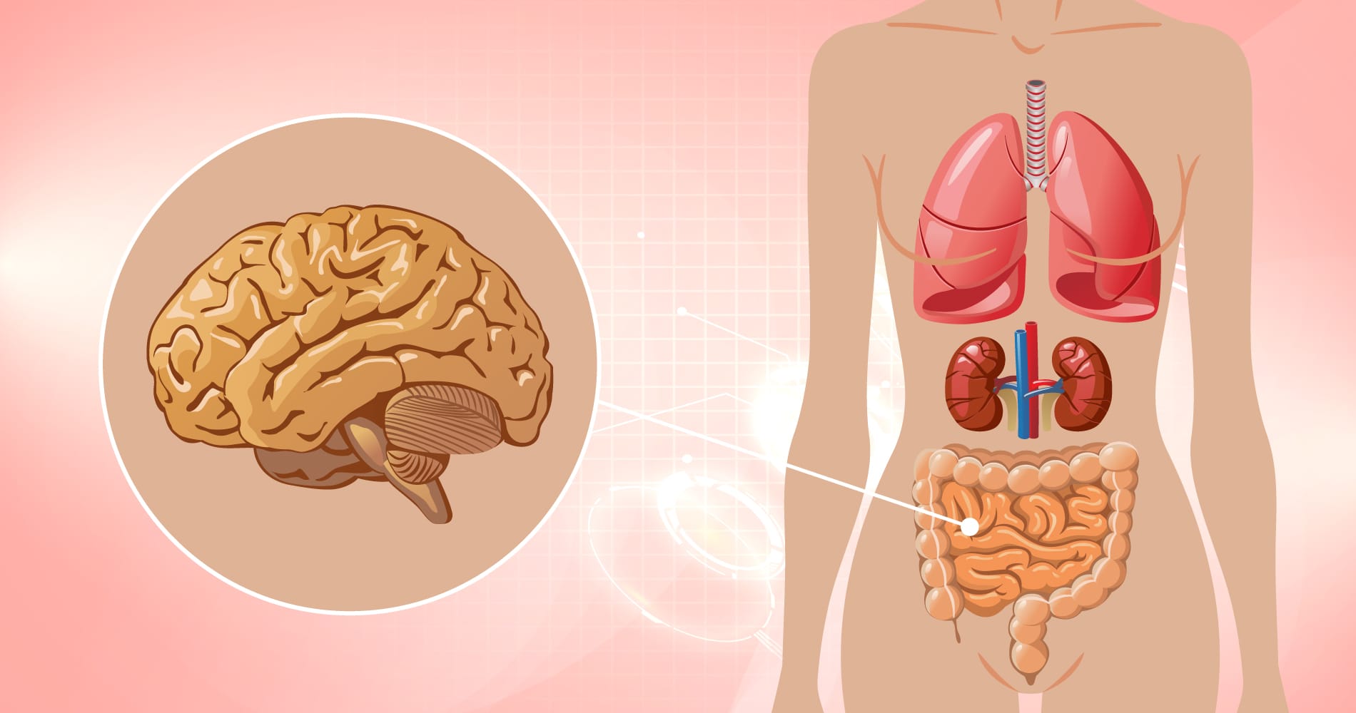 Is there a connection between gut and brain