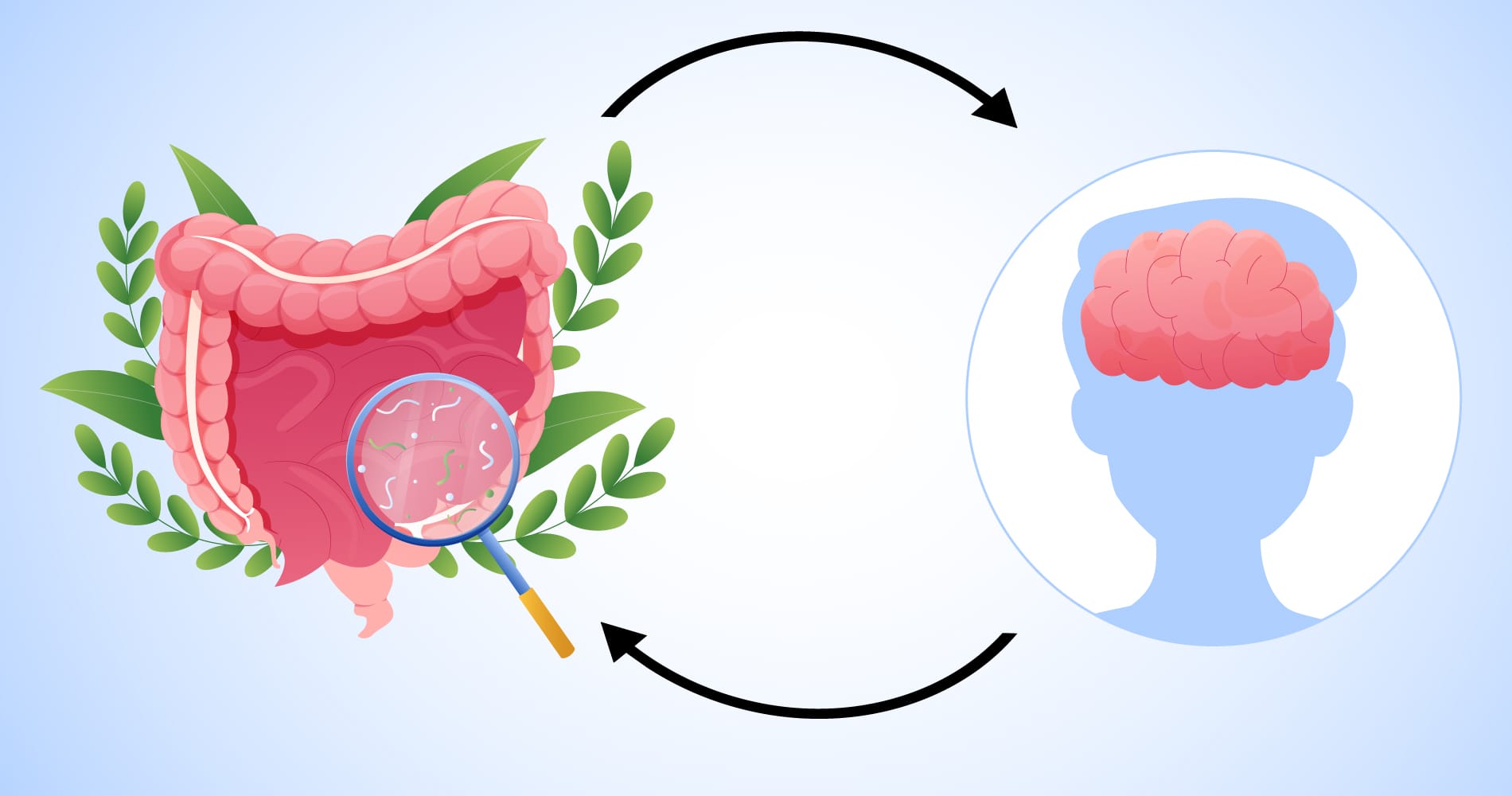 What is the gut-brain axis? How does the brain or stomach talk?