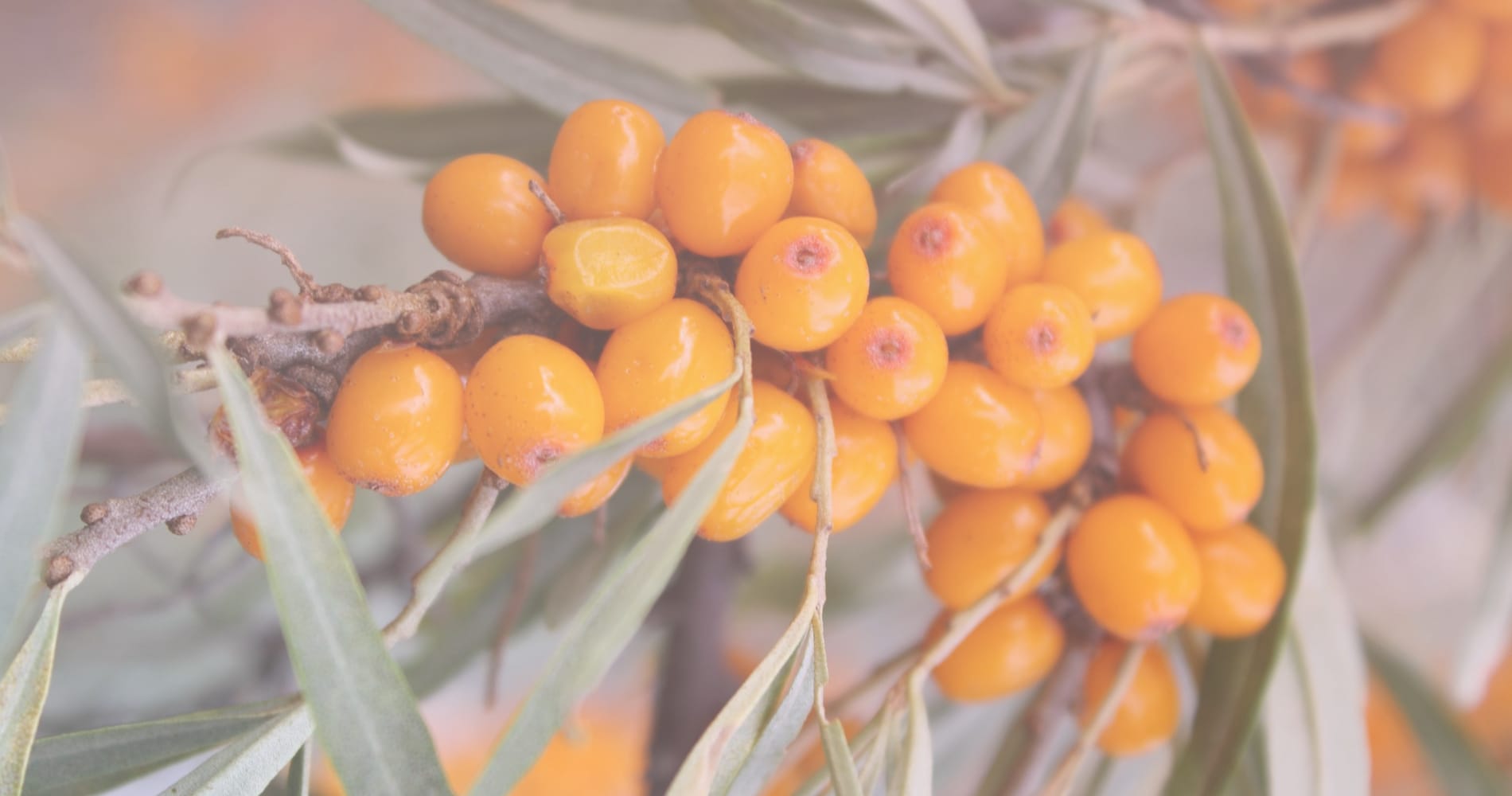 Sea Buckthorn
