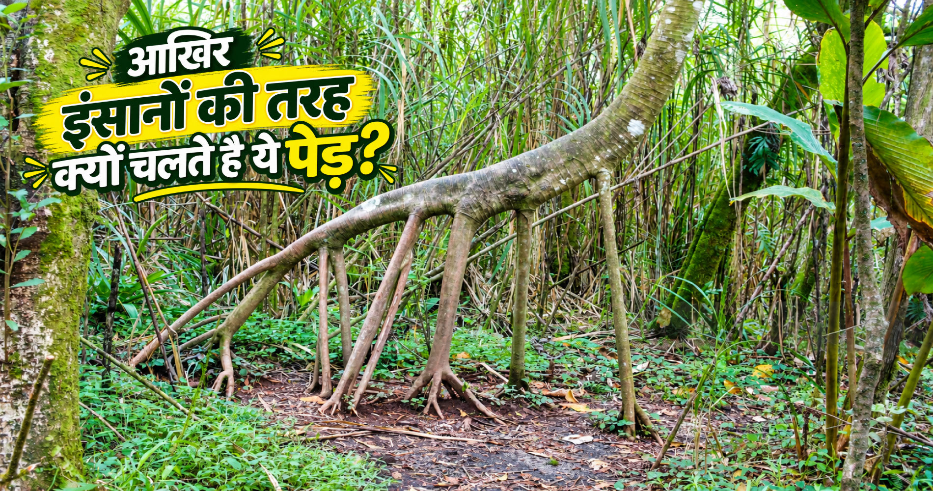 Do trees walk like humans? Discover the secret behind this