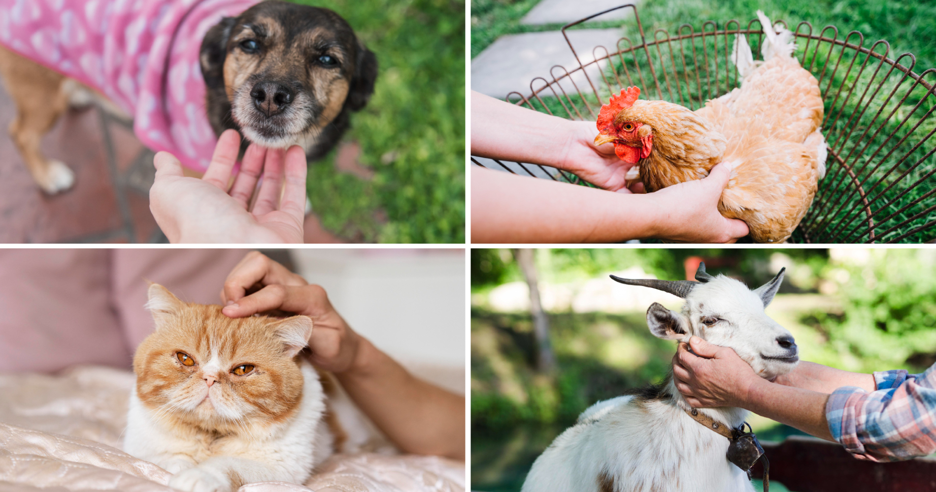 After touching animals